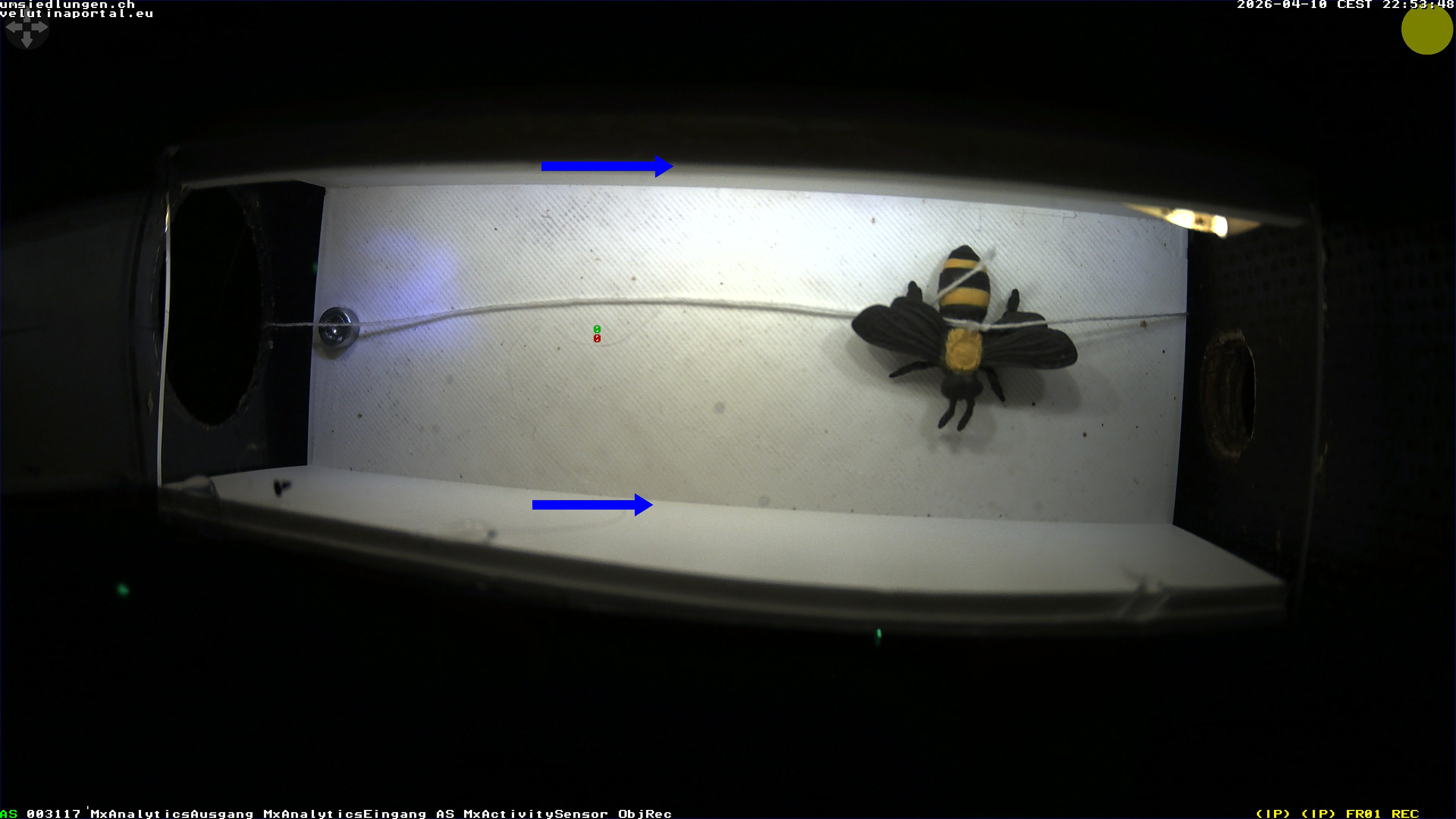 Hornissenkamera Cam 1