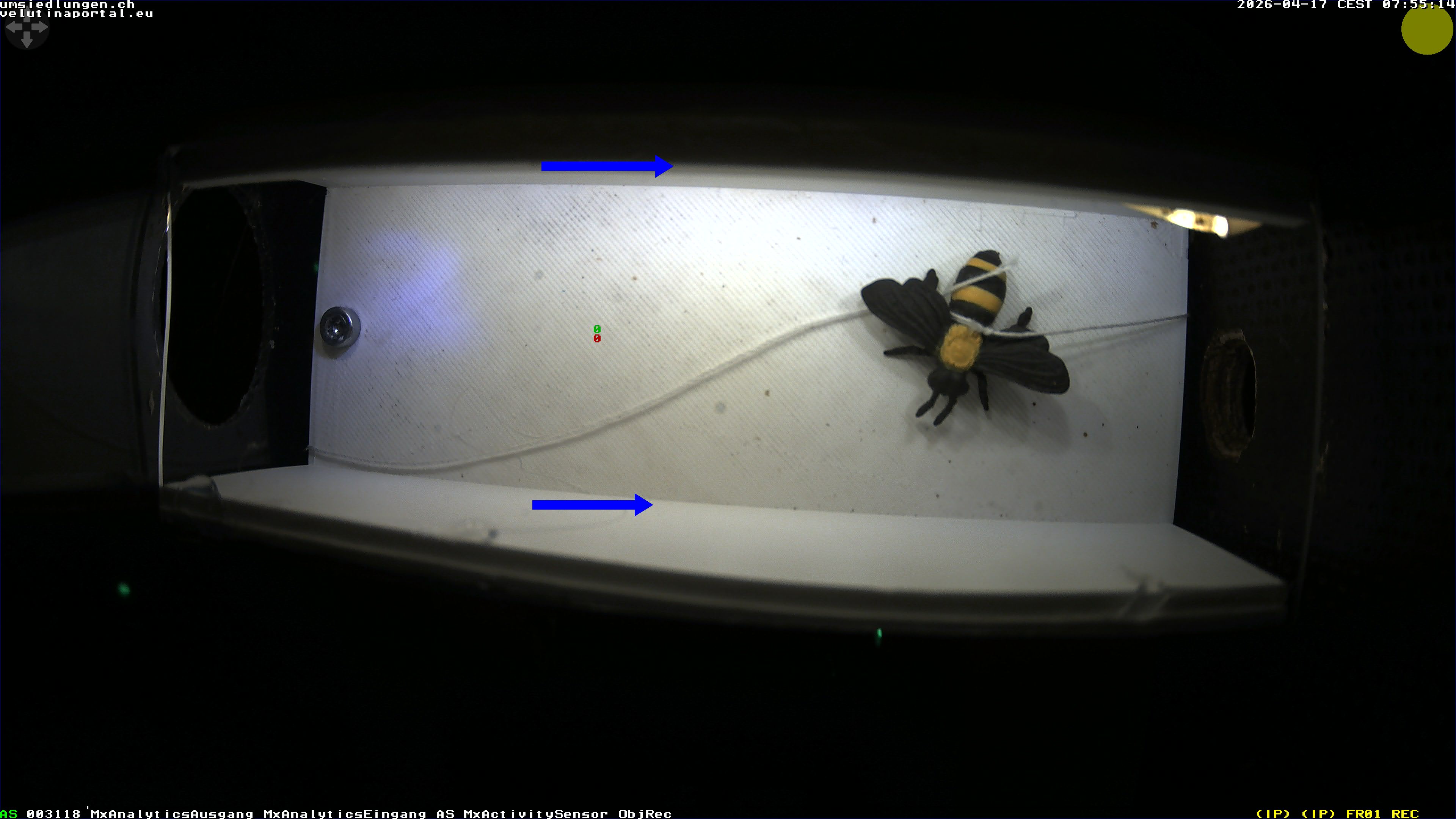 Hornissenkamera Cam 1