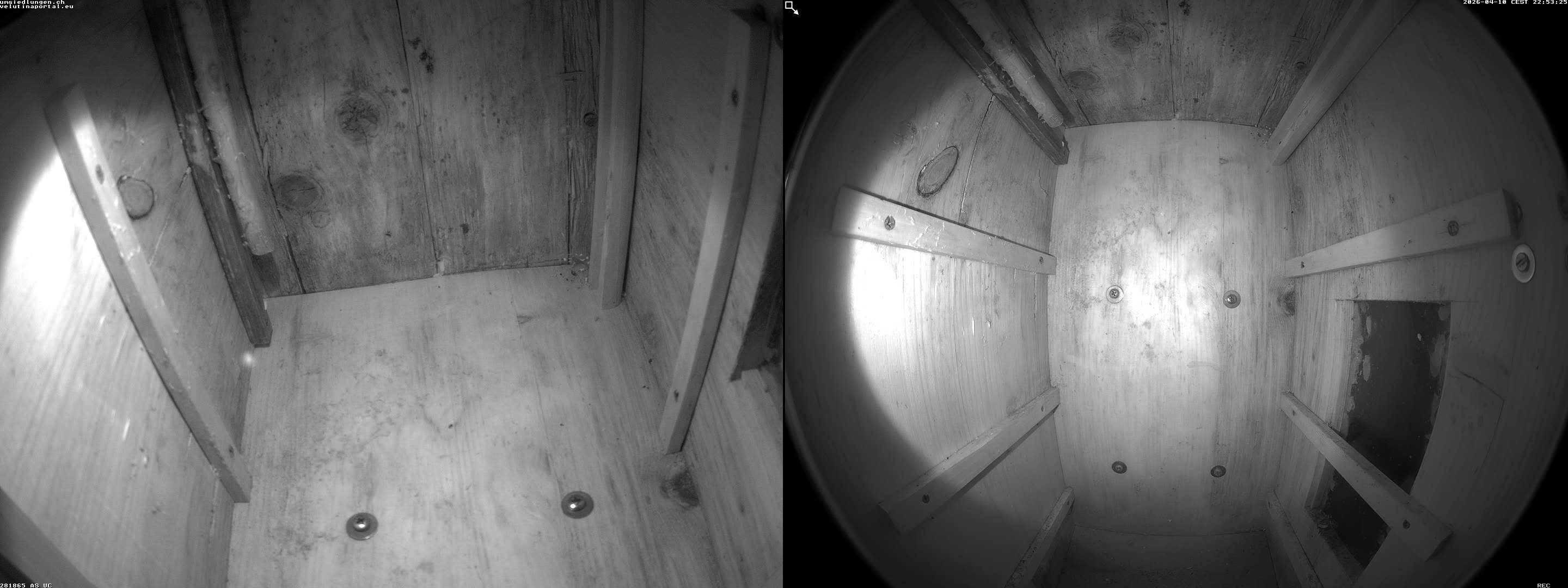 Hornissenkamera Cam 2