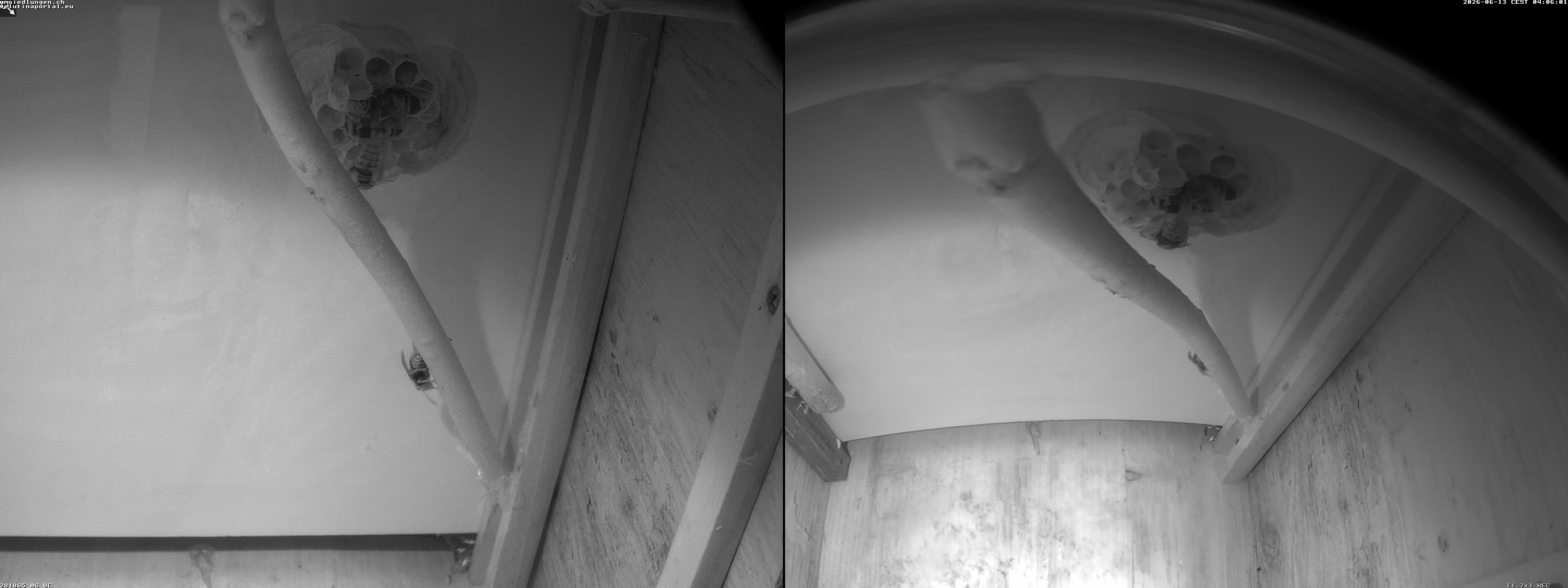Hornissenkamera Cam 2