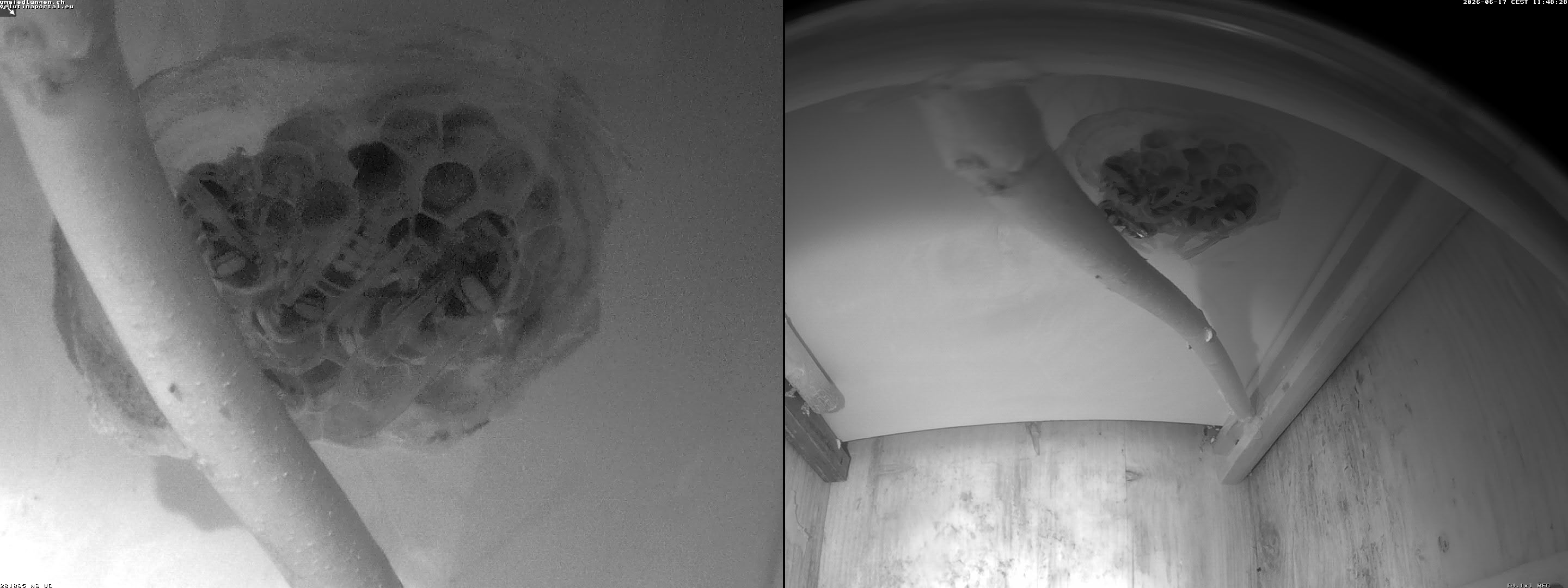 Hornissenkamera Cam 2