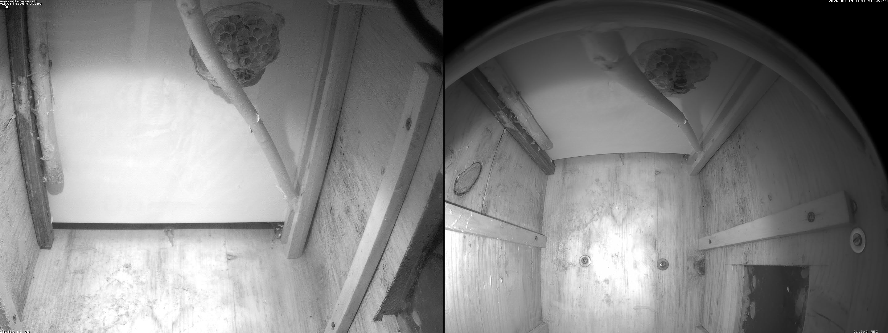 Hornissenkamera Cam 2