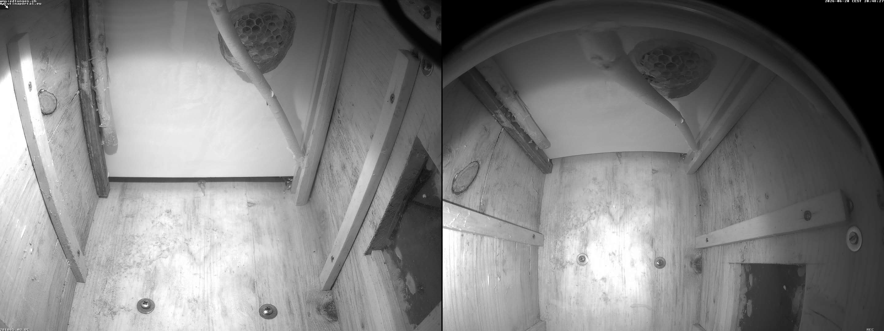 Hornissenkamera Cam 2