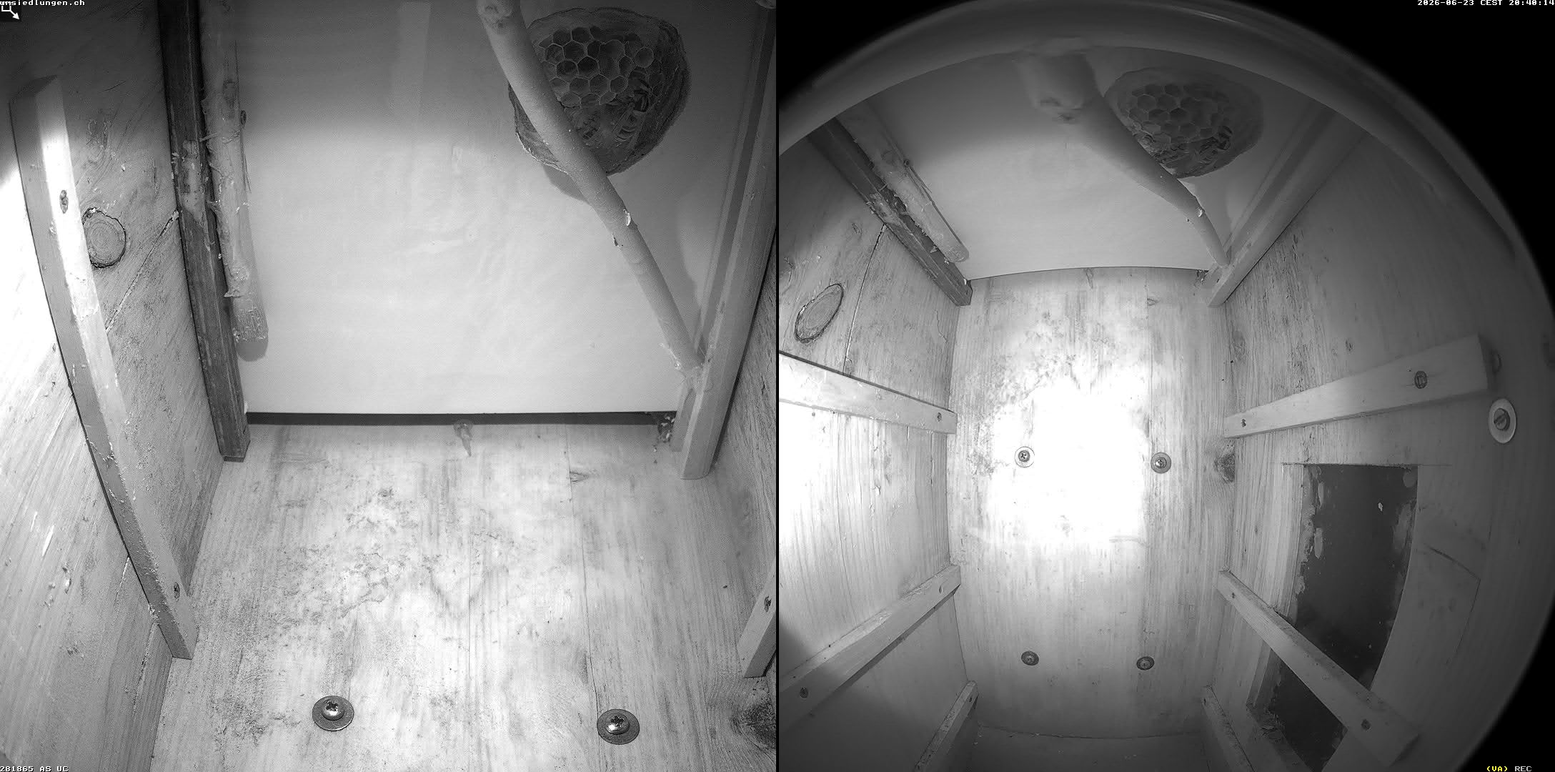 Hornissenkamera Cam 2