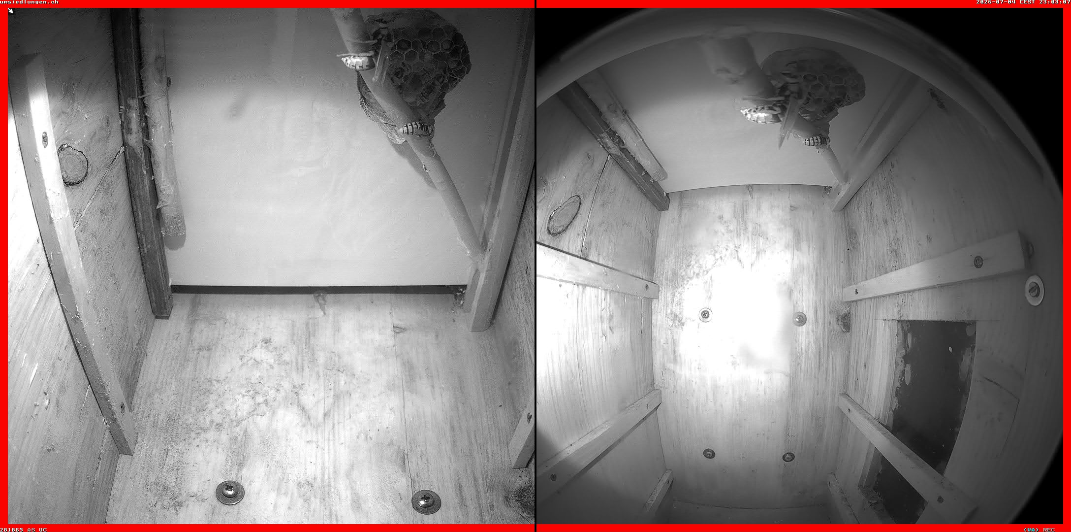 Hornissenkamera Cam 2