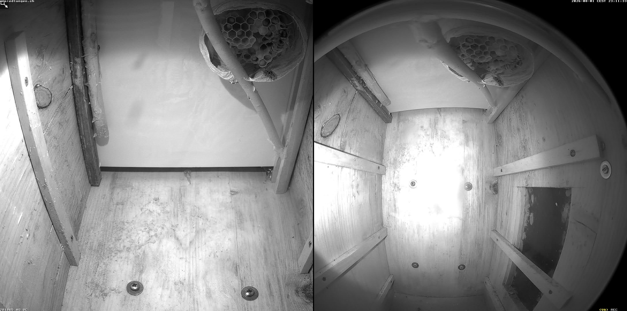 Hornissenkamera Cam 2