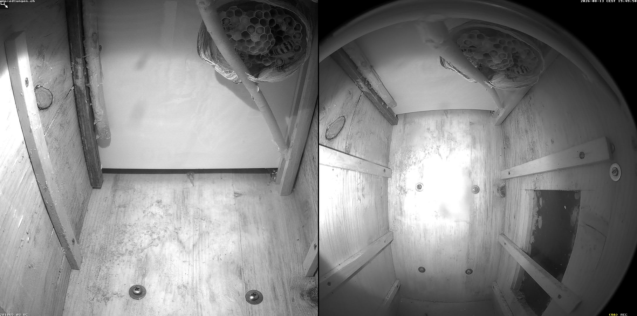 Hornissenkamera Cam 2