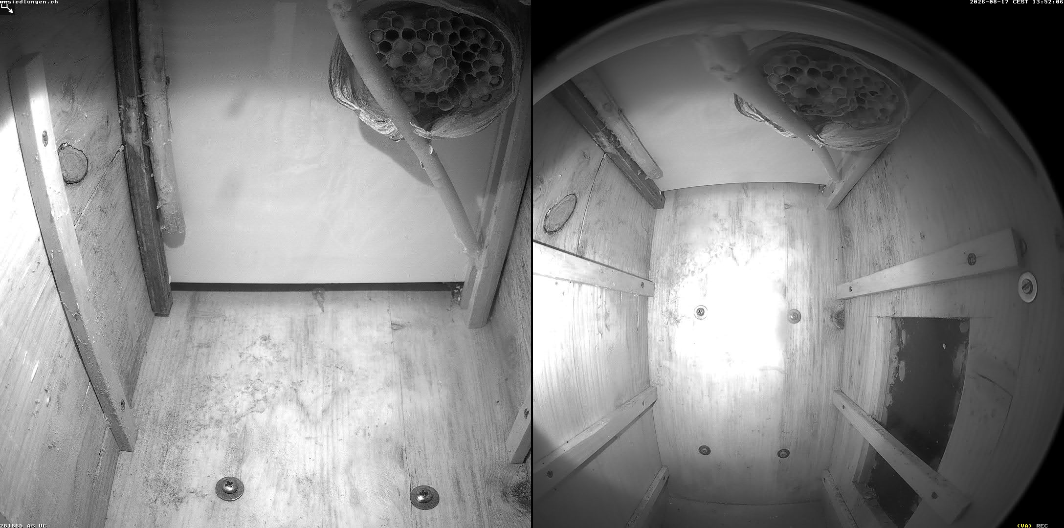 Hornissenkamera Cam 2