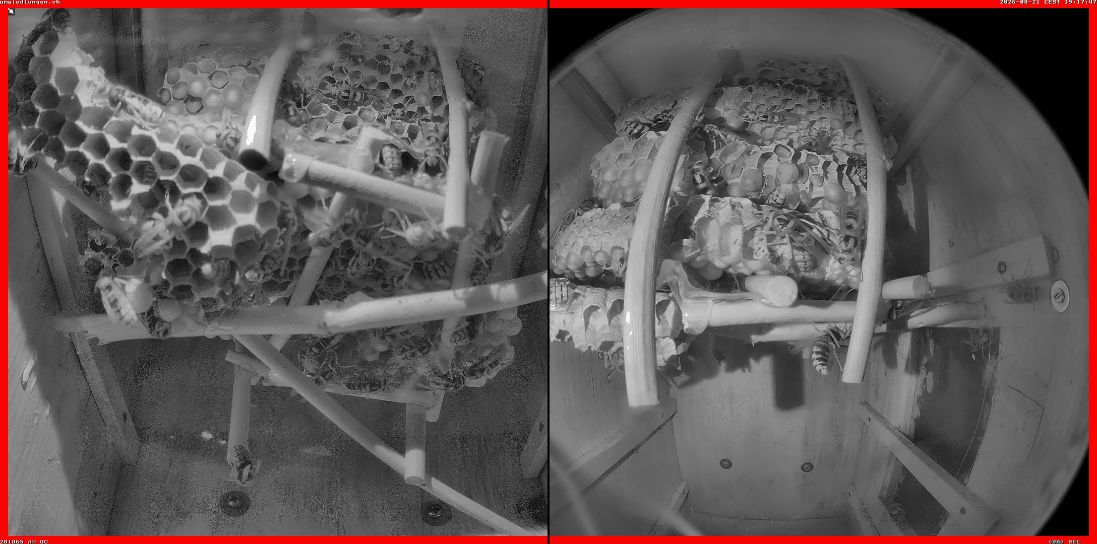 Hornissenkamera Cam 2