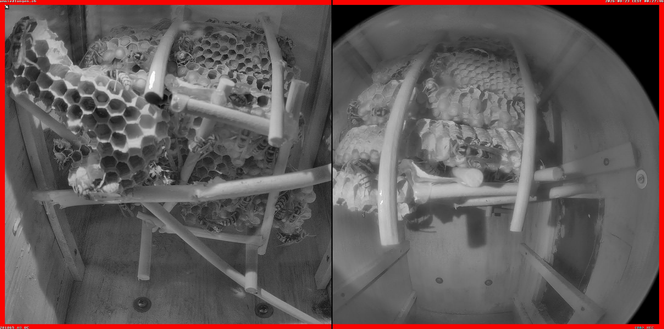 Hornissenkamera Cam 2