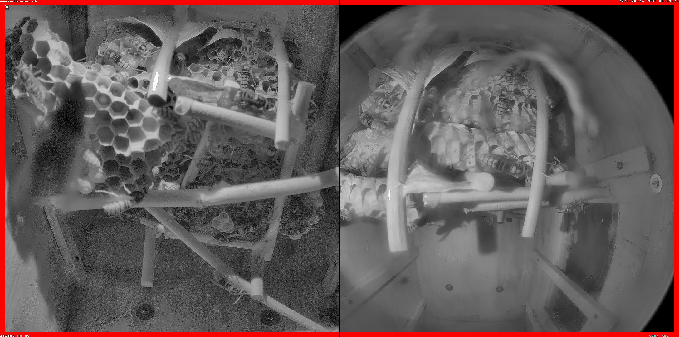 Hornissenkamera Cam 2