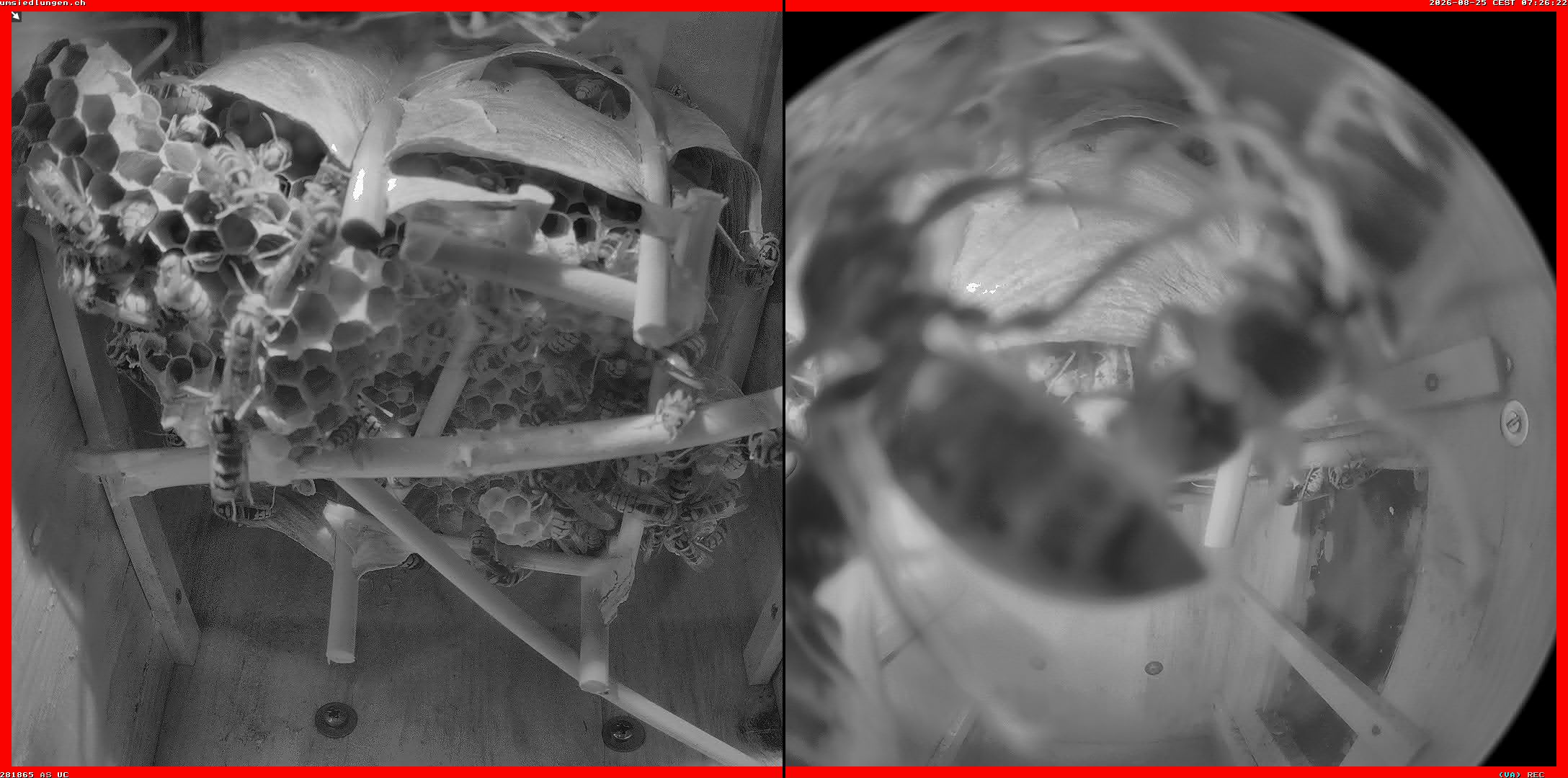 Hornissenkamera Cam 2