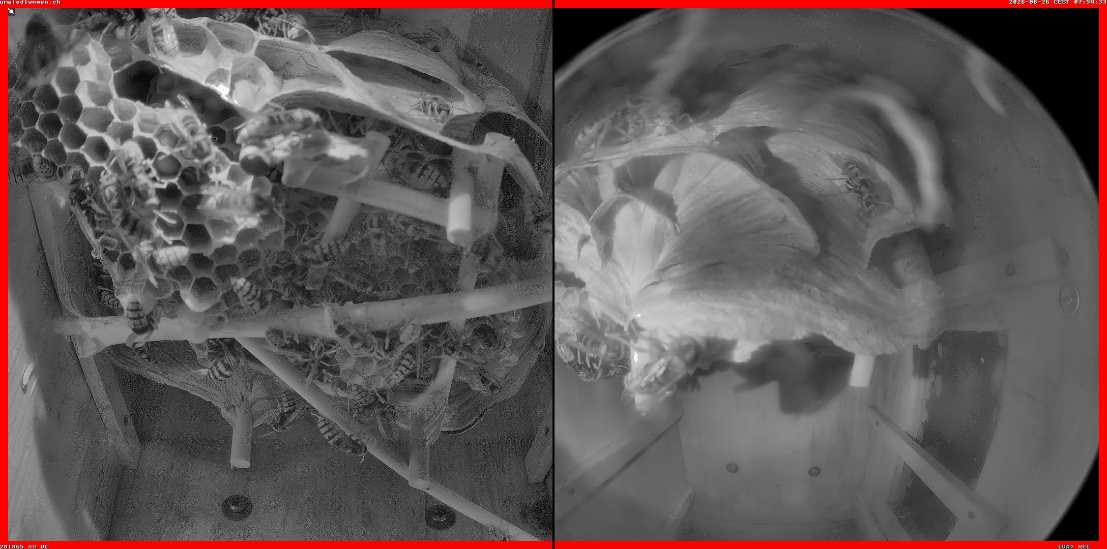 Hornissenkamera Cam 2