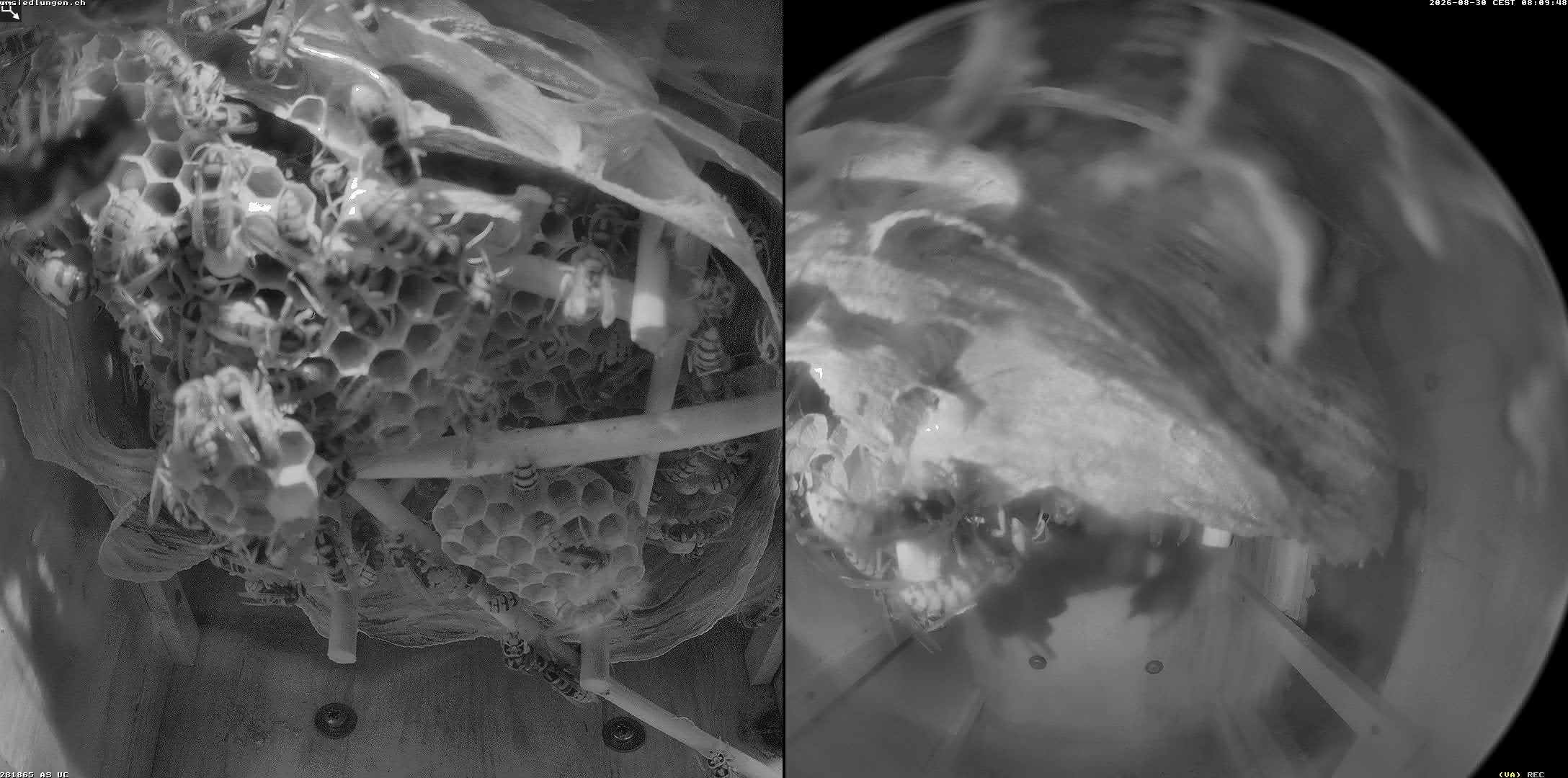 Hornissenkamera Cam 2