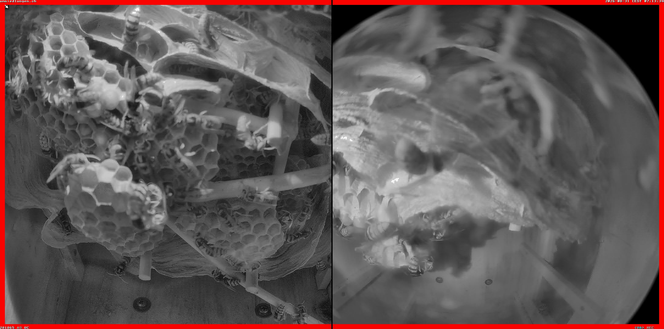 Hornissenkamera Cam 2