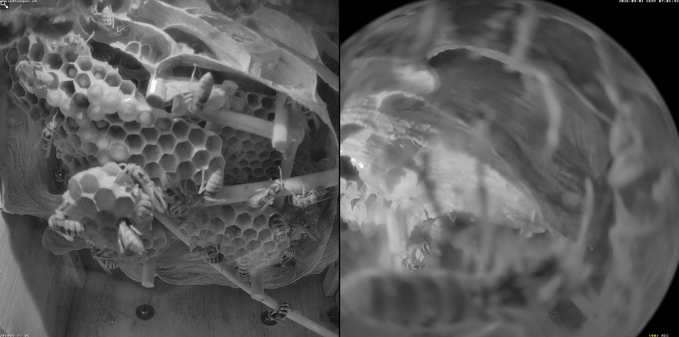 Hornissenkamera Cam 2