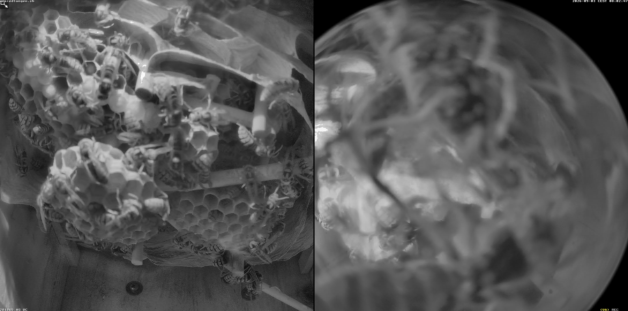 Hornissenkamera Cam 2