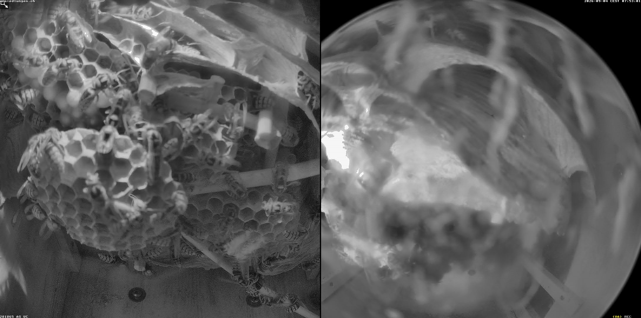 Hornissenkamera Cam 2