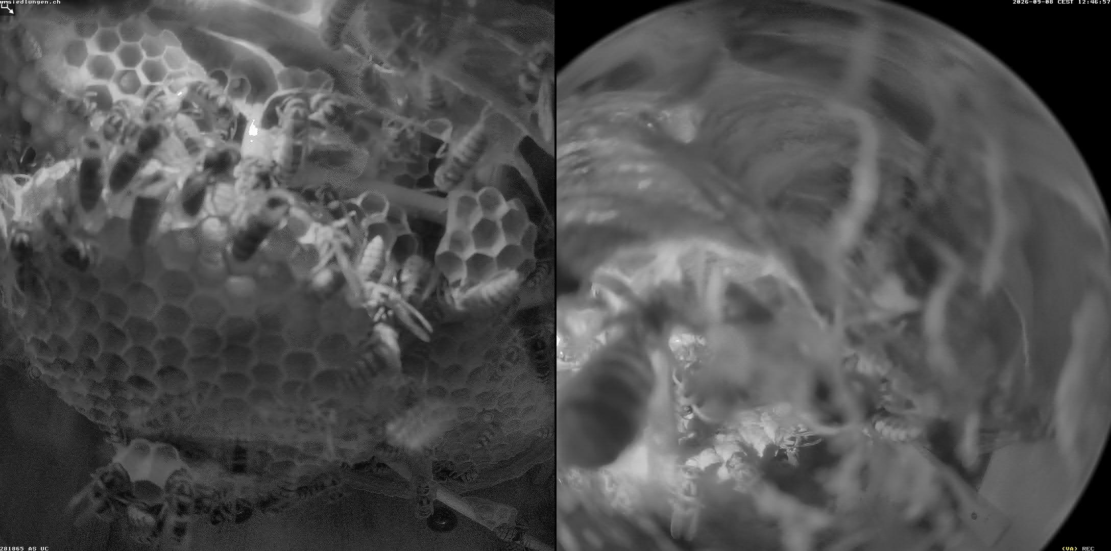 Hornissenkamera Cam 2