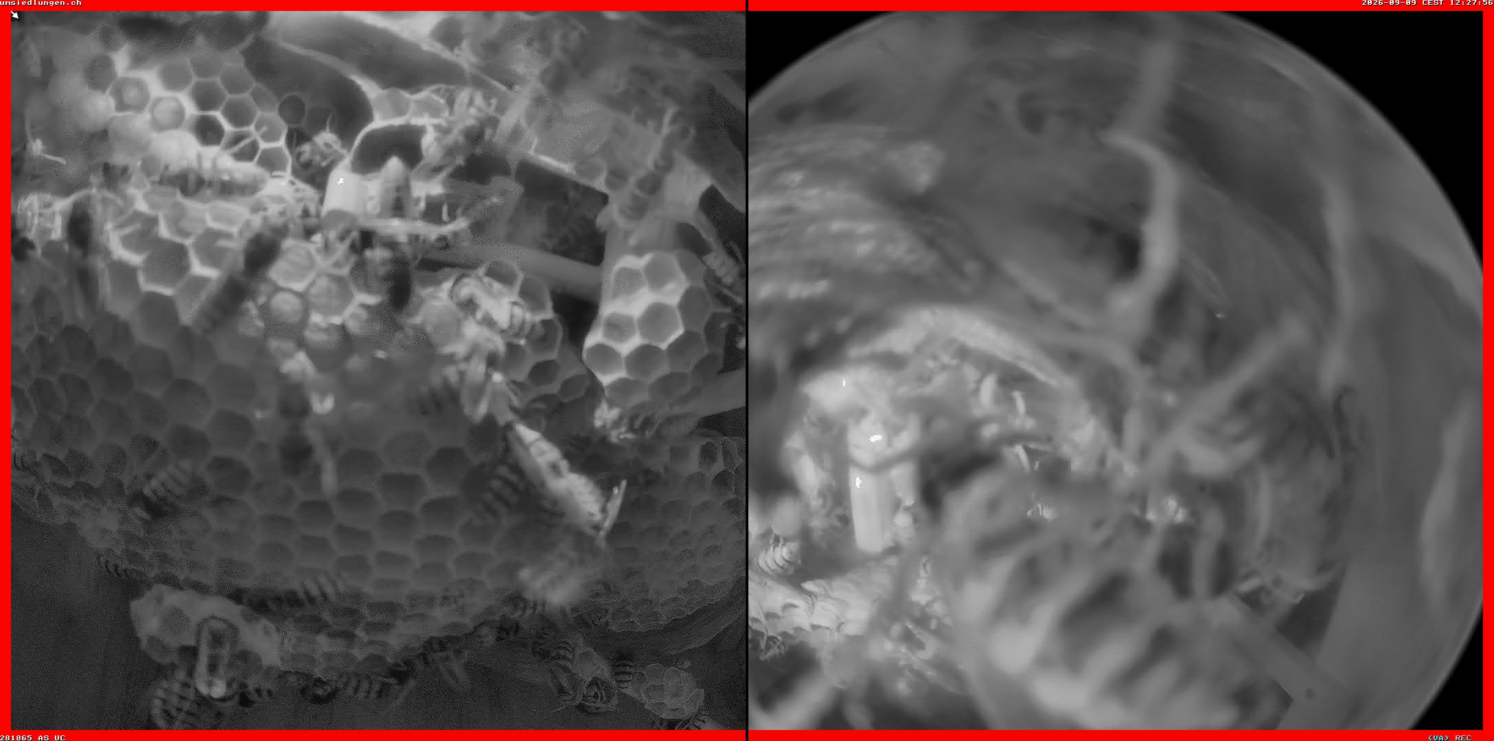 Hornissenkamera Cam 2