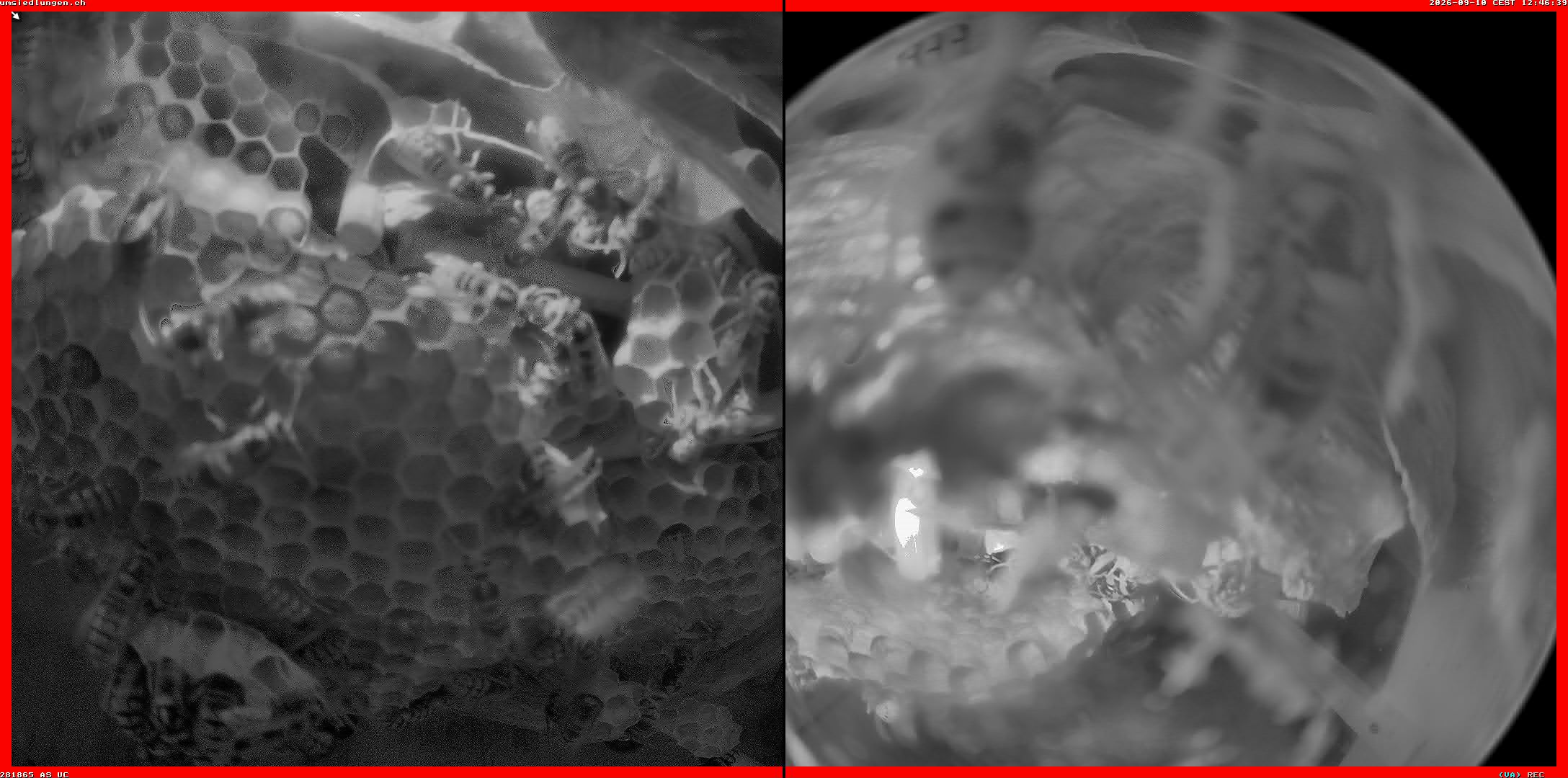 Hornissenkamera Cam 2
