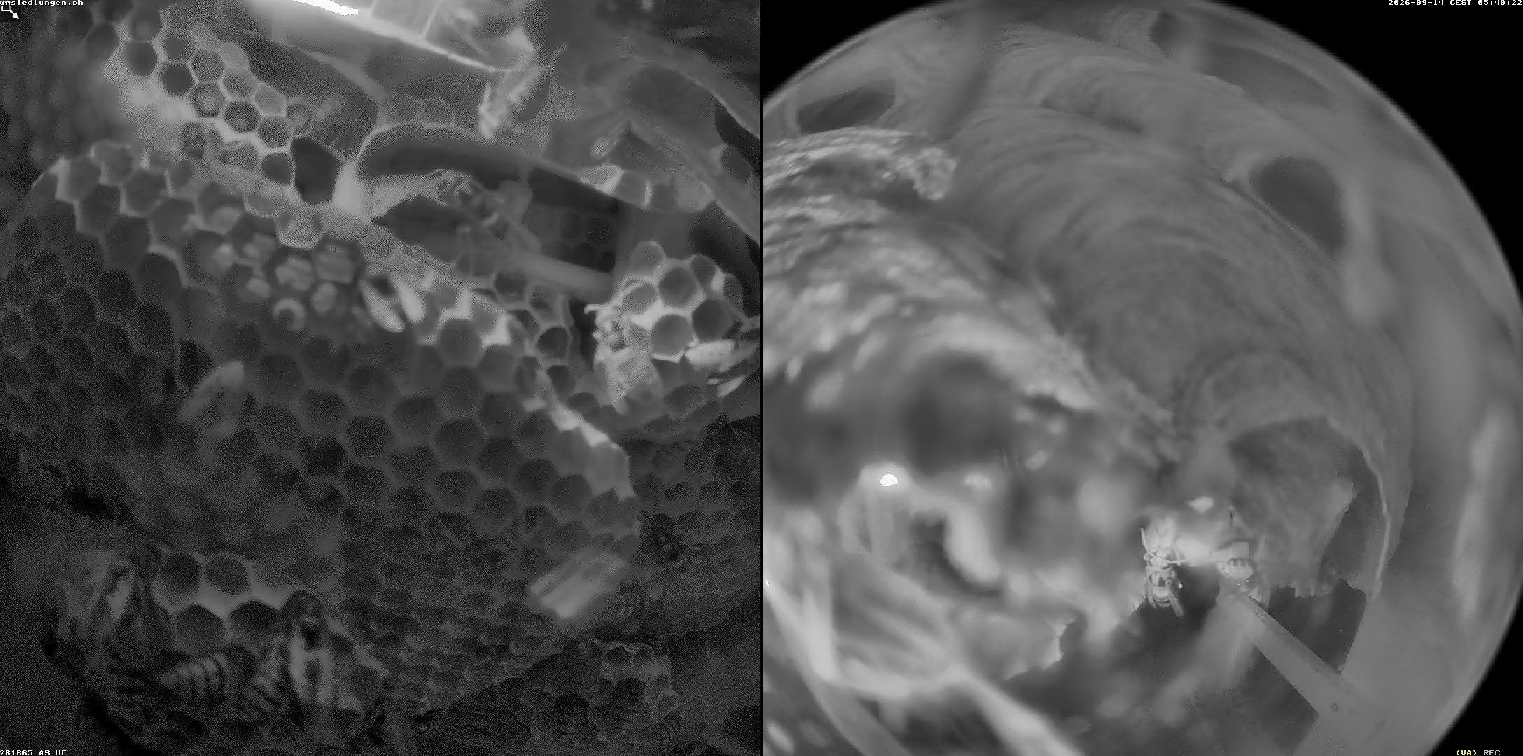 Hornissenkamera Cam 2