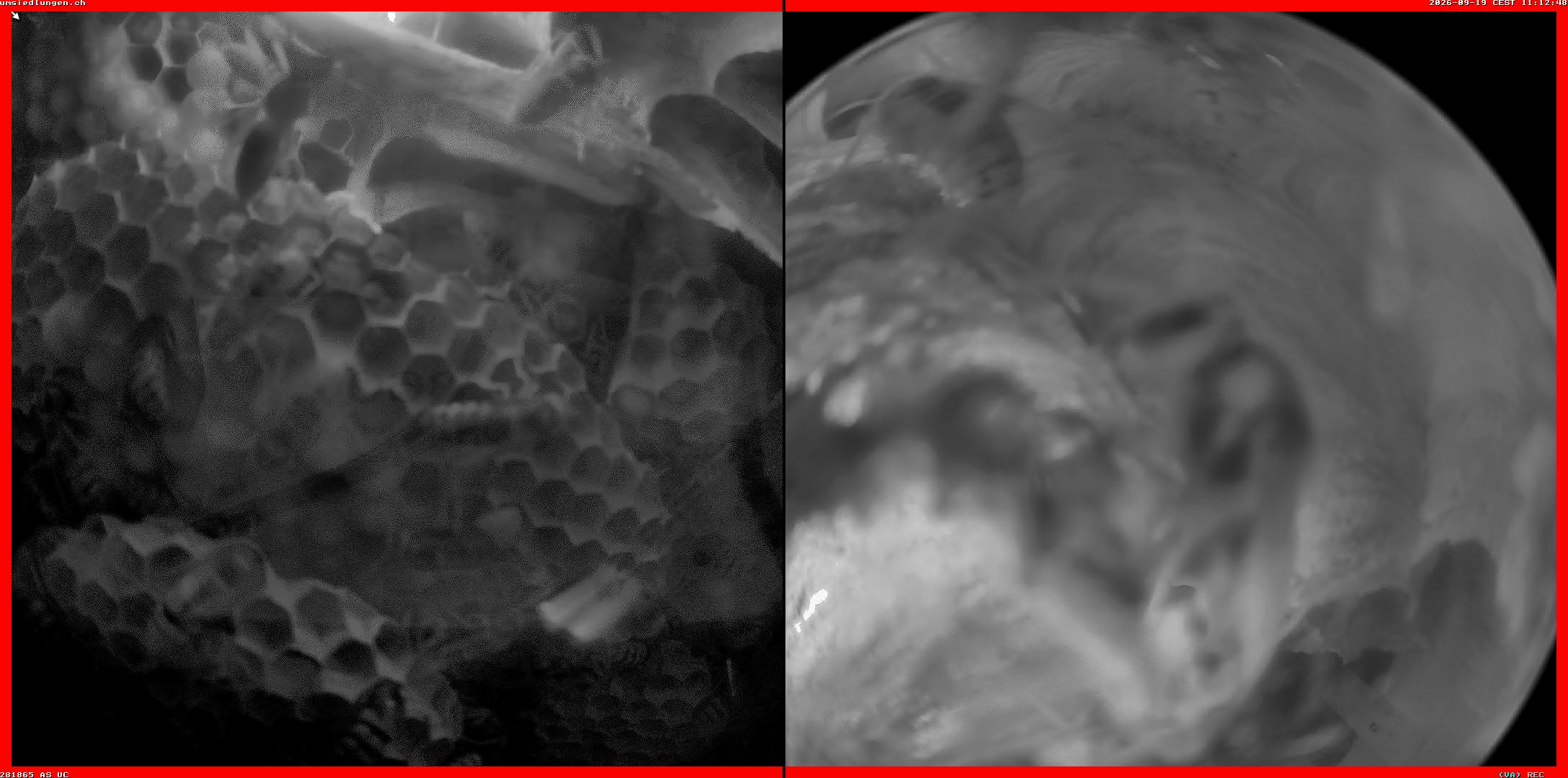 Hornissenkamera Cam 2