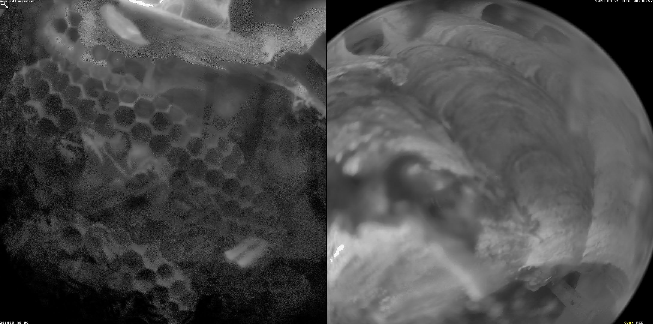 Hornissenkamera Cam 2