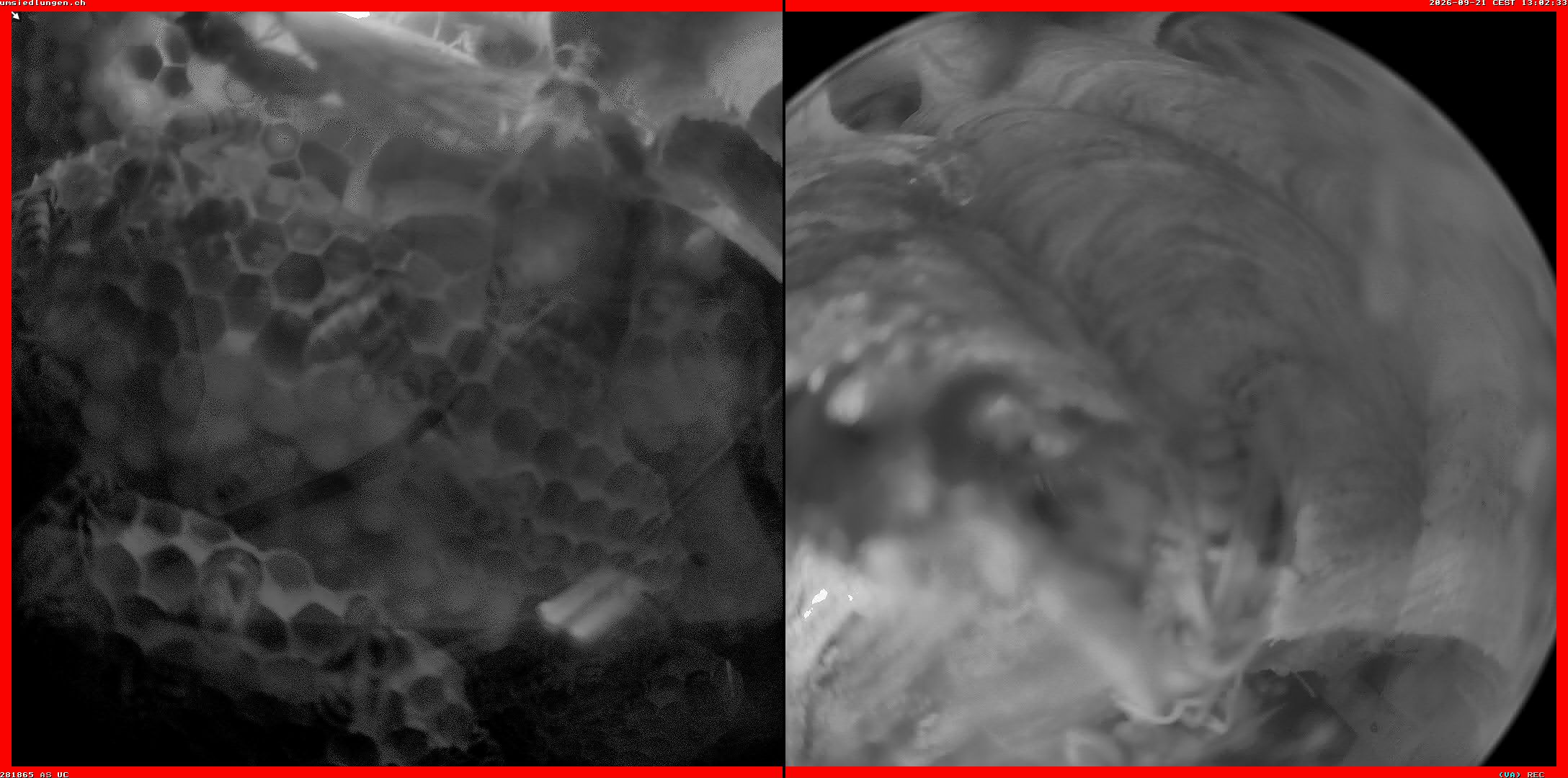 Hornissenkamera Cam 2