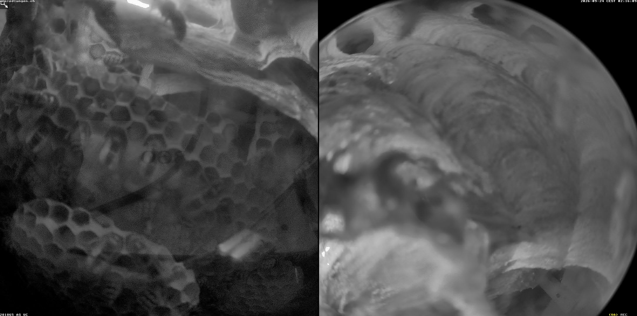 Hornissenkamera Cam 2