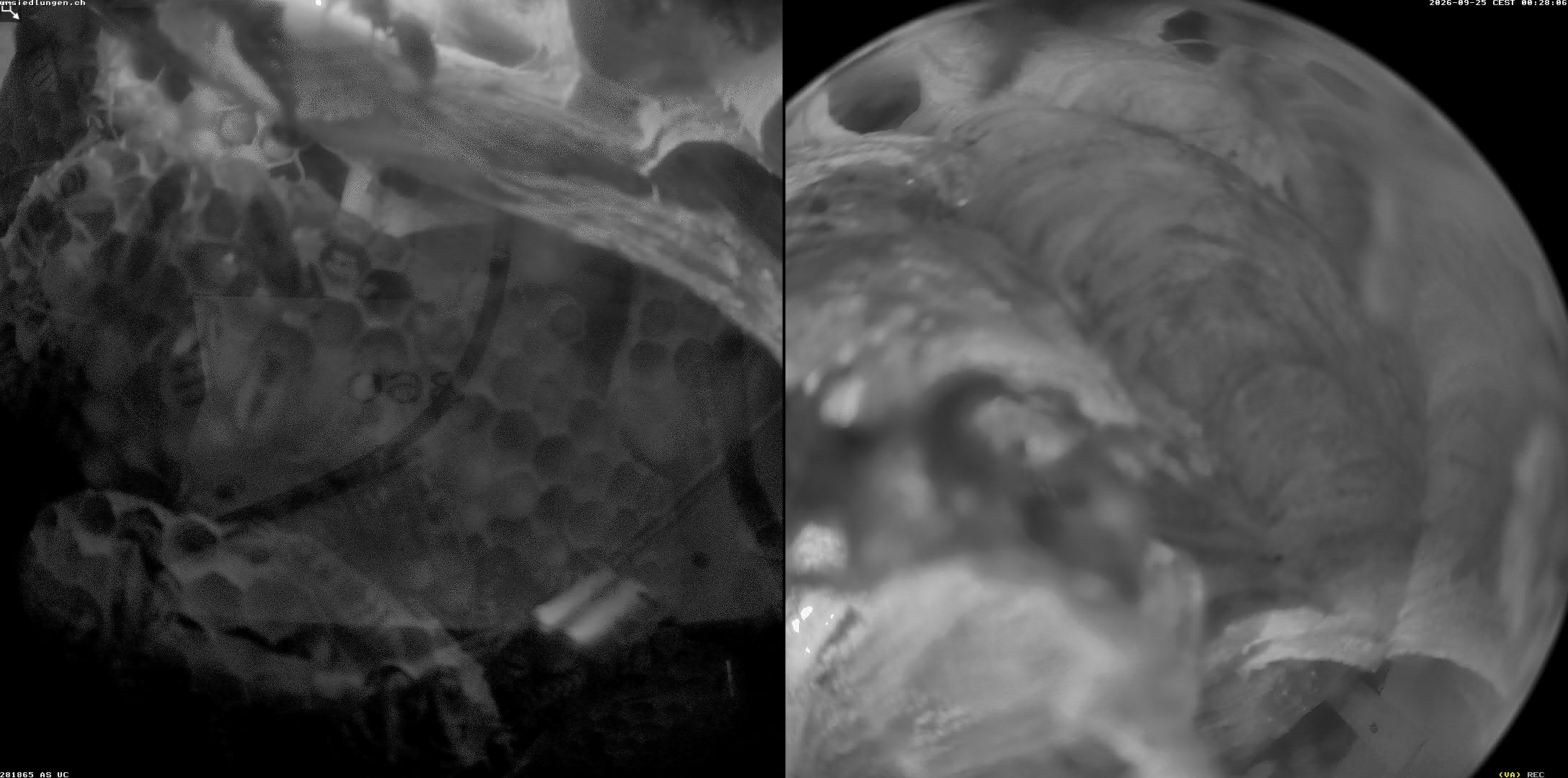 Hornissenkamera Cam 2