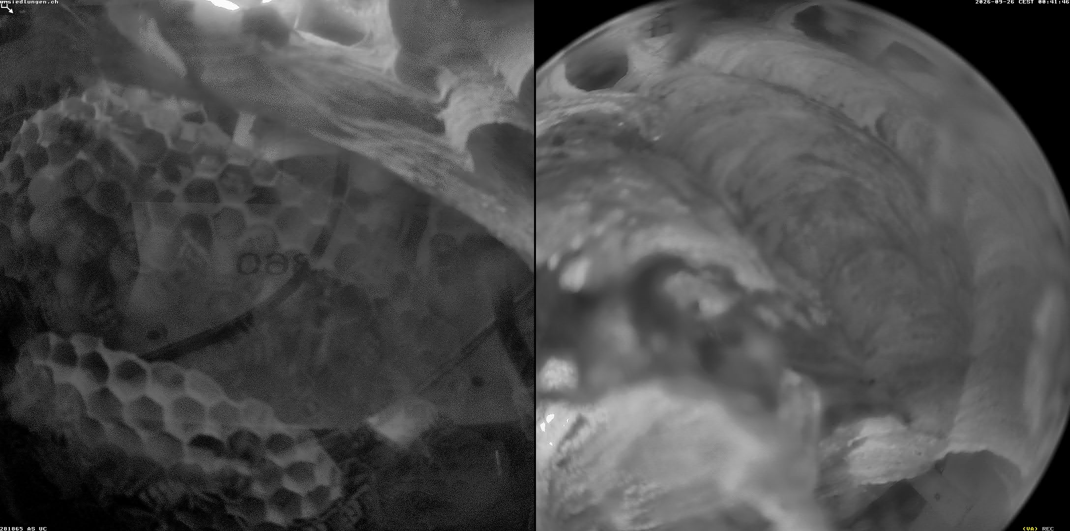 Hornissenkamera Cam 2