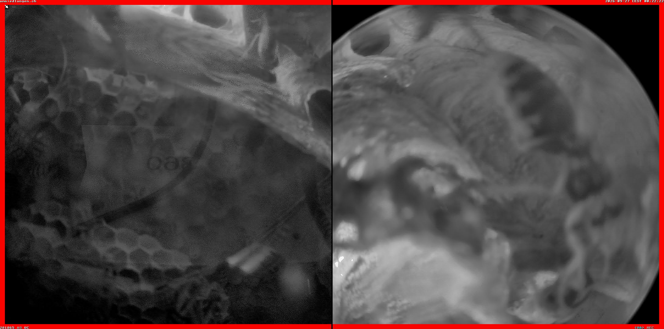 Hornissenkamera Cam 2
