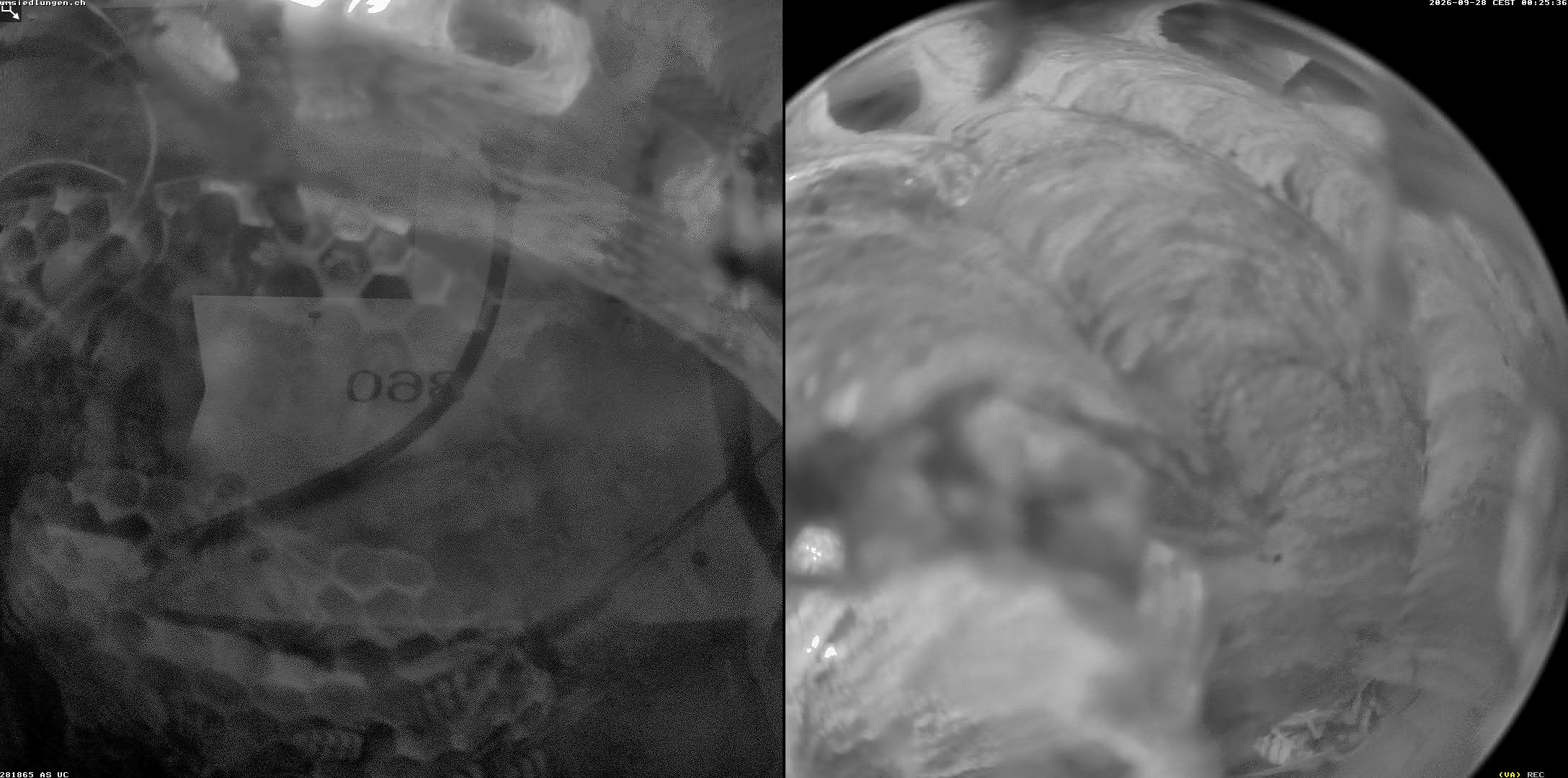 Hornissenkamera Cam 2