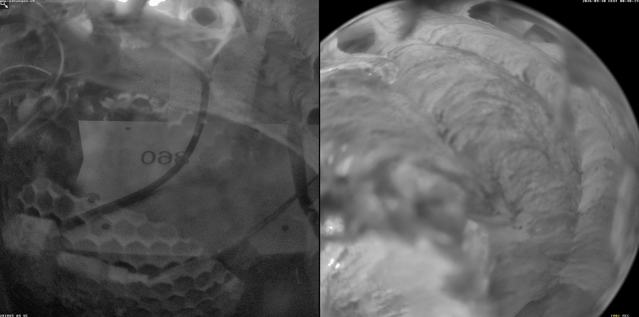 Hornissenkamera Cam 2