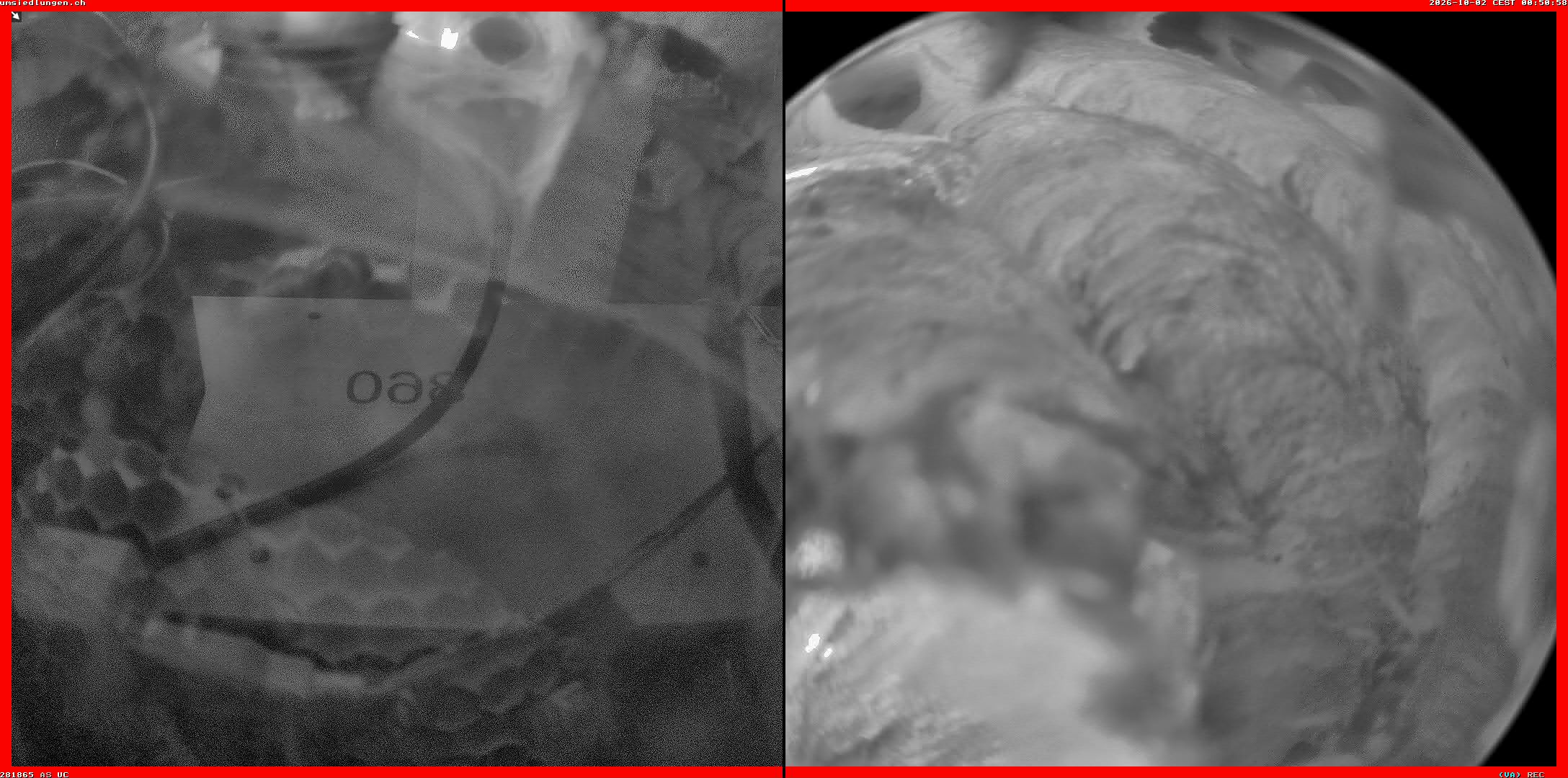 Hornissenkamera Cam 2