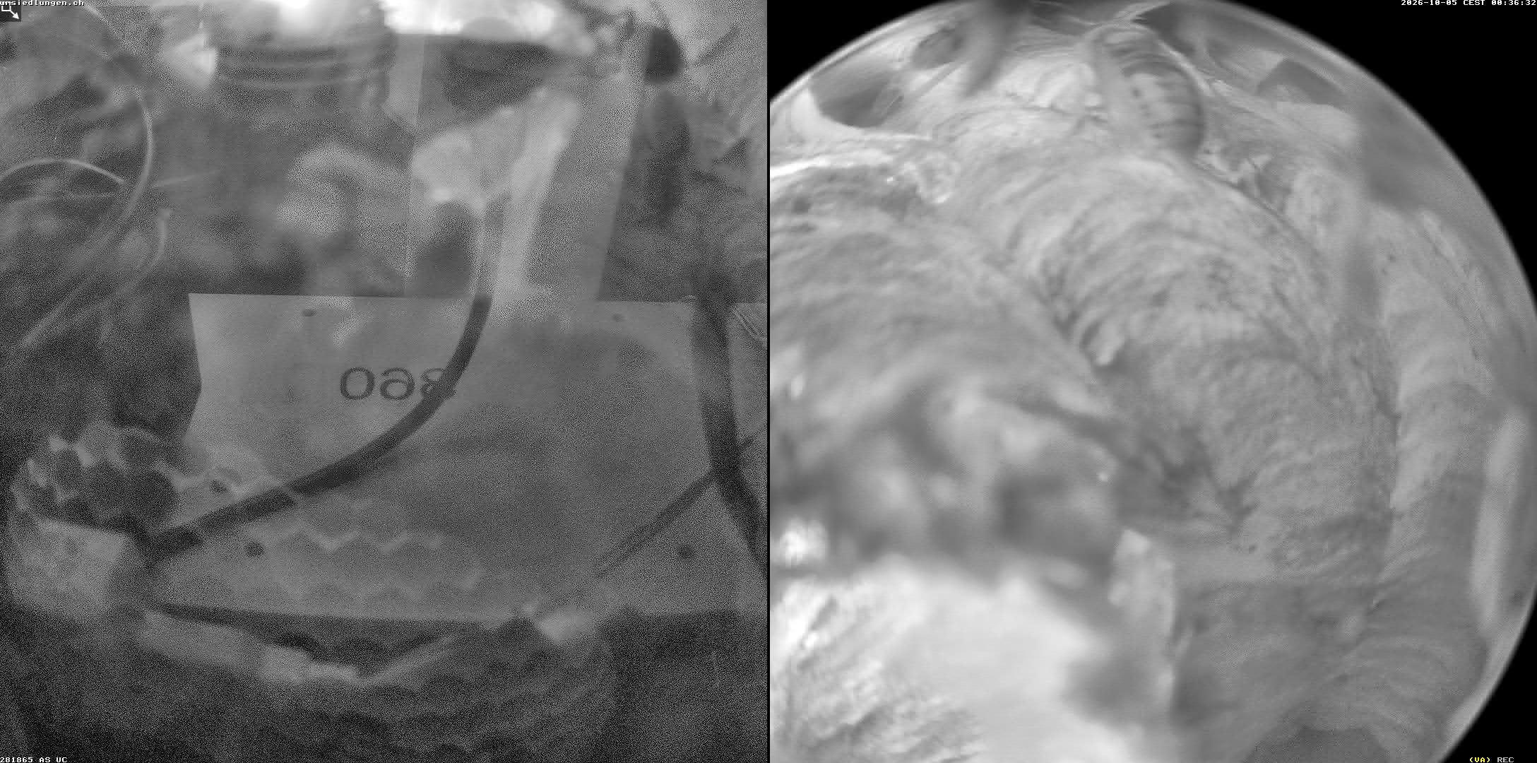Hornissenkamera Cam 2