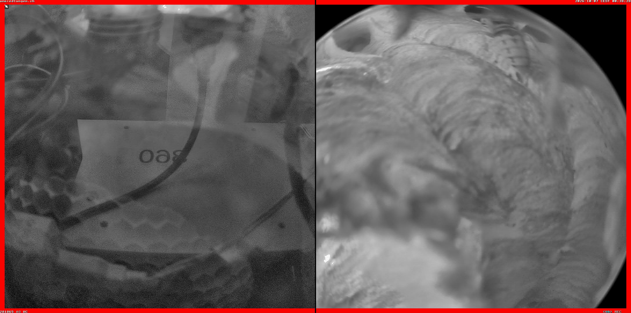 Hornissenkamera Cam 2