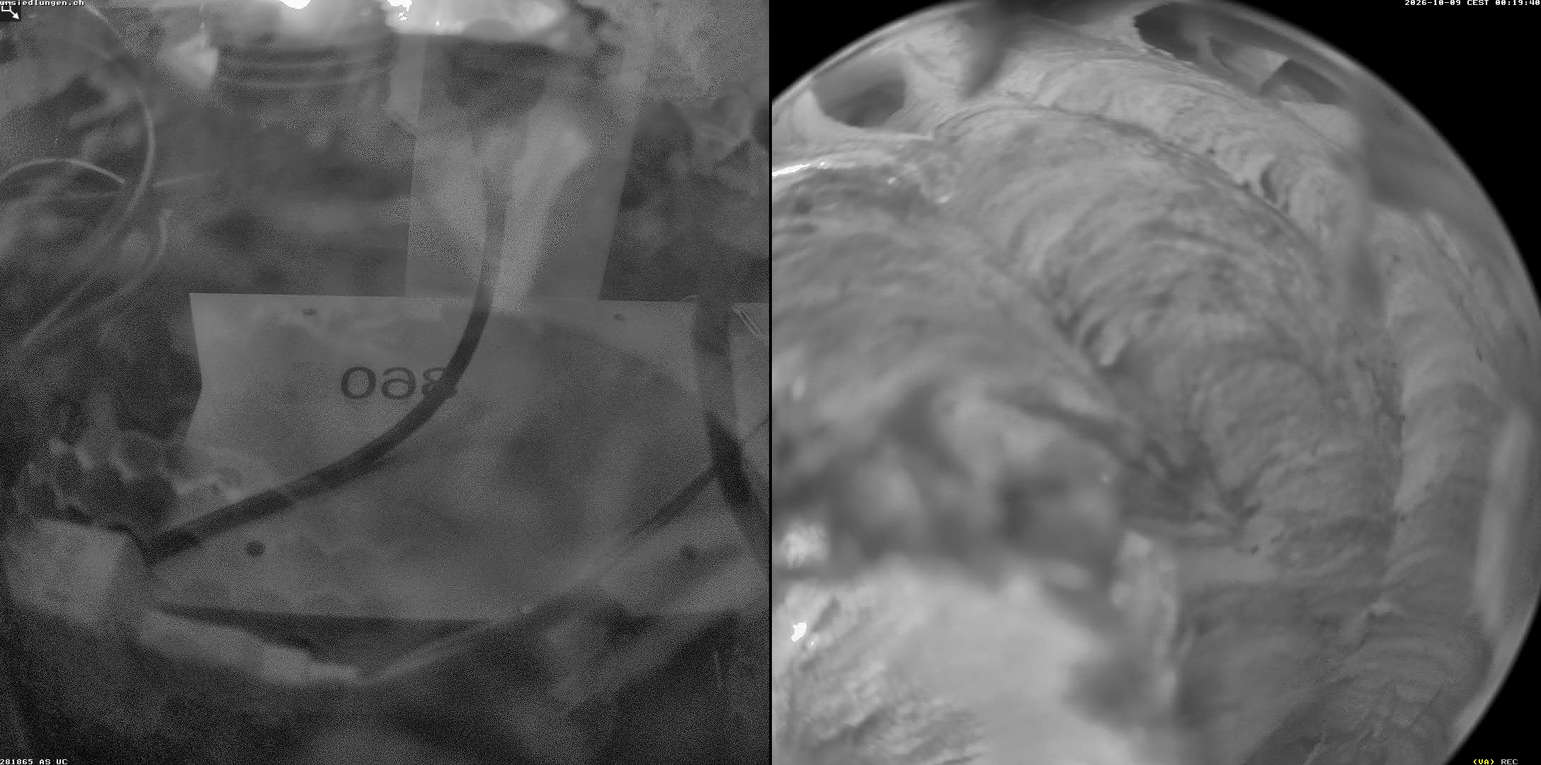 Hornissenkamera Cam 2