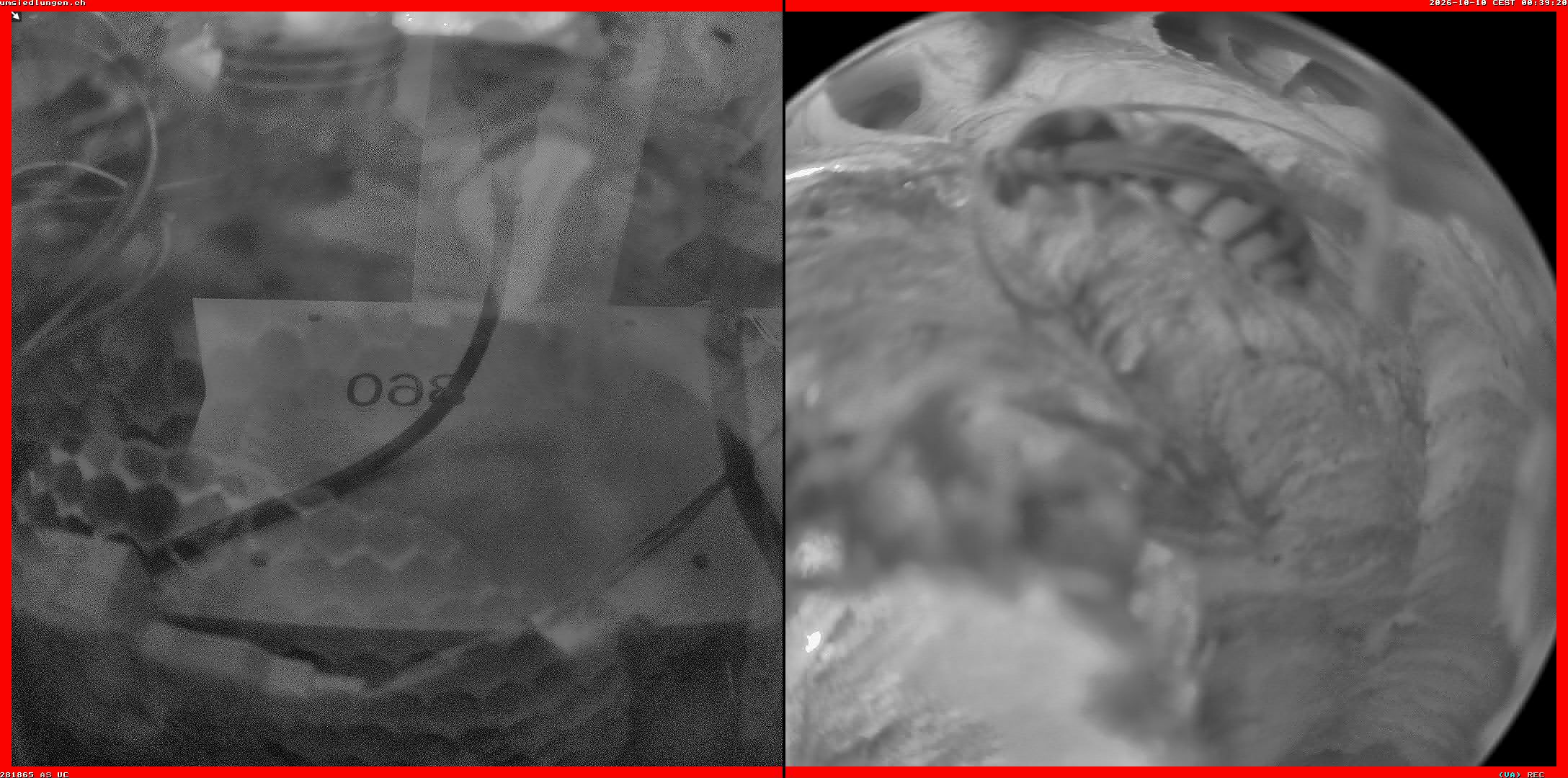 Hornissenkamera Cam 2