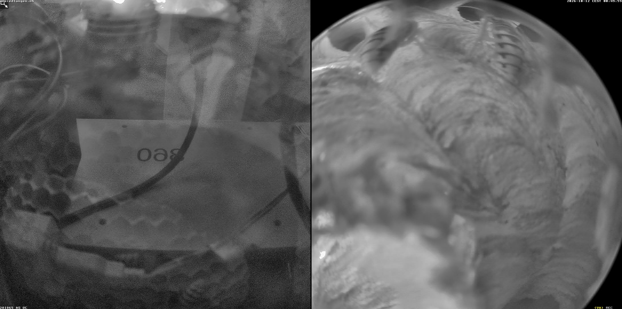 Hornissenkamera Cam 2