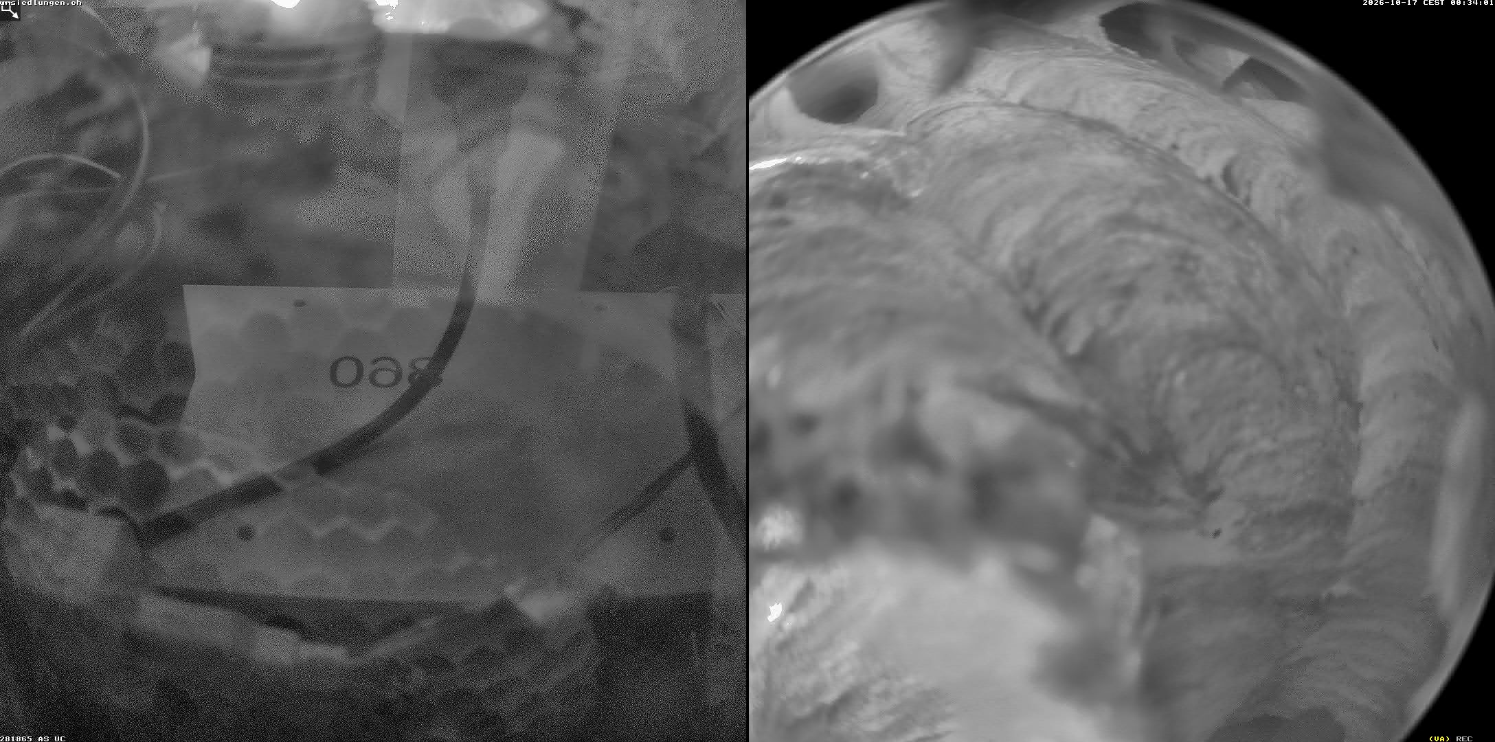 Hornissenkamera Cam 2