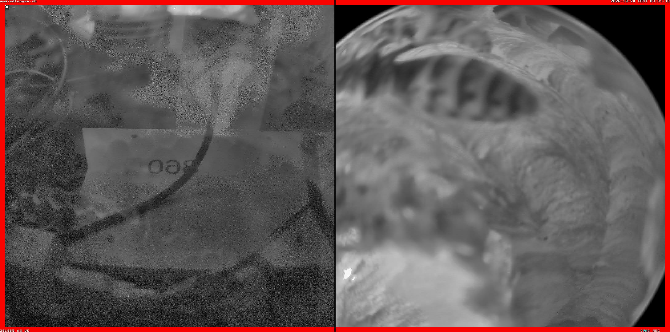 Hornissenkamera Cam 2
