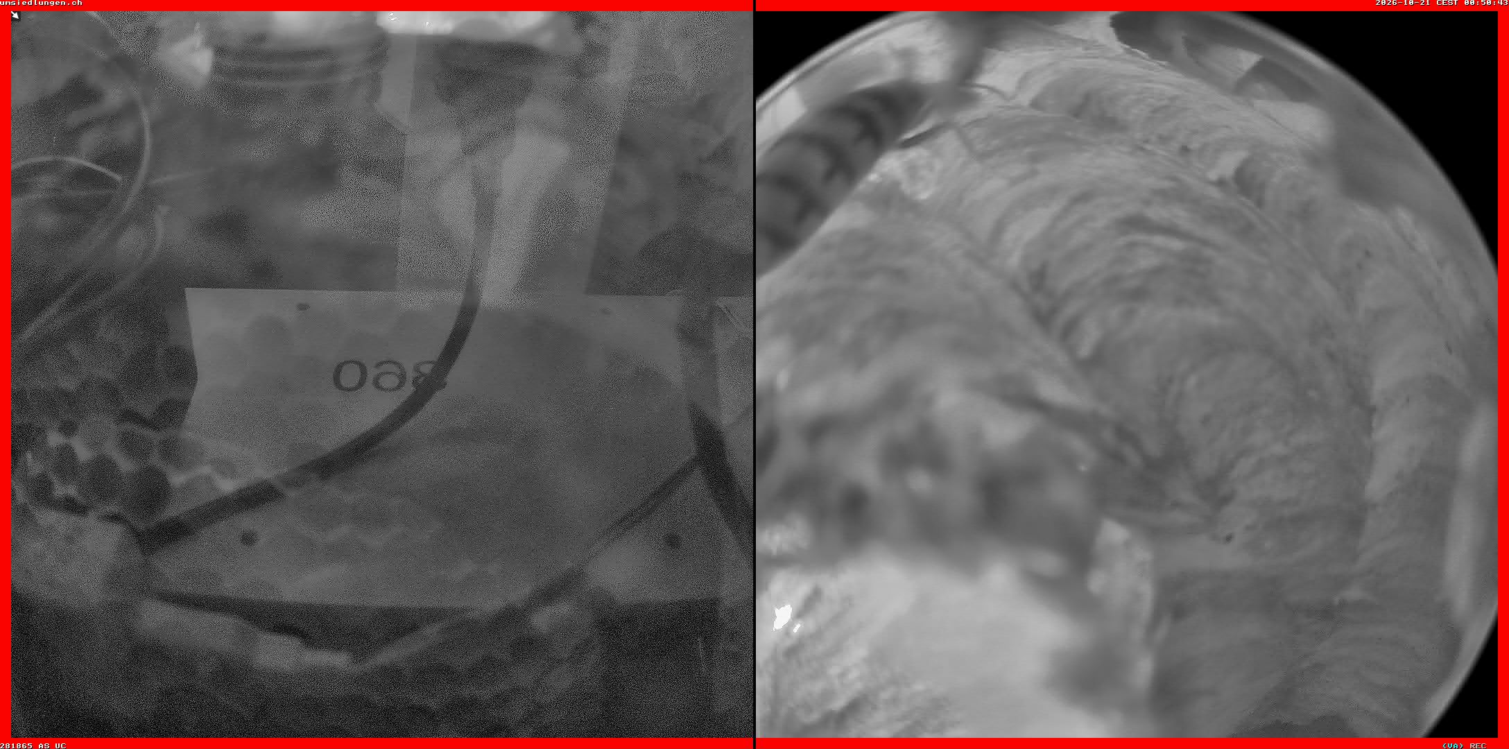 Hornissenkamera Cam 2