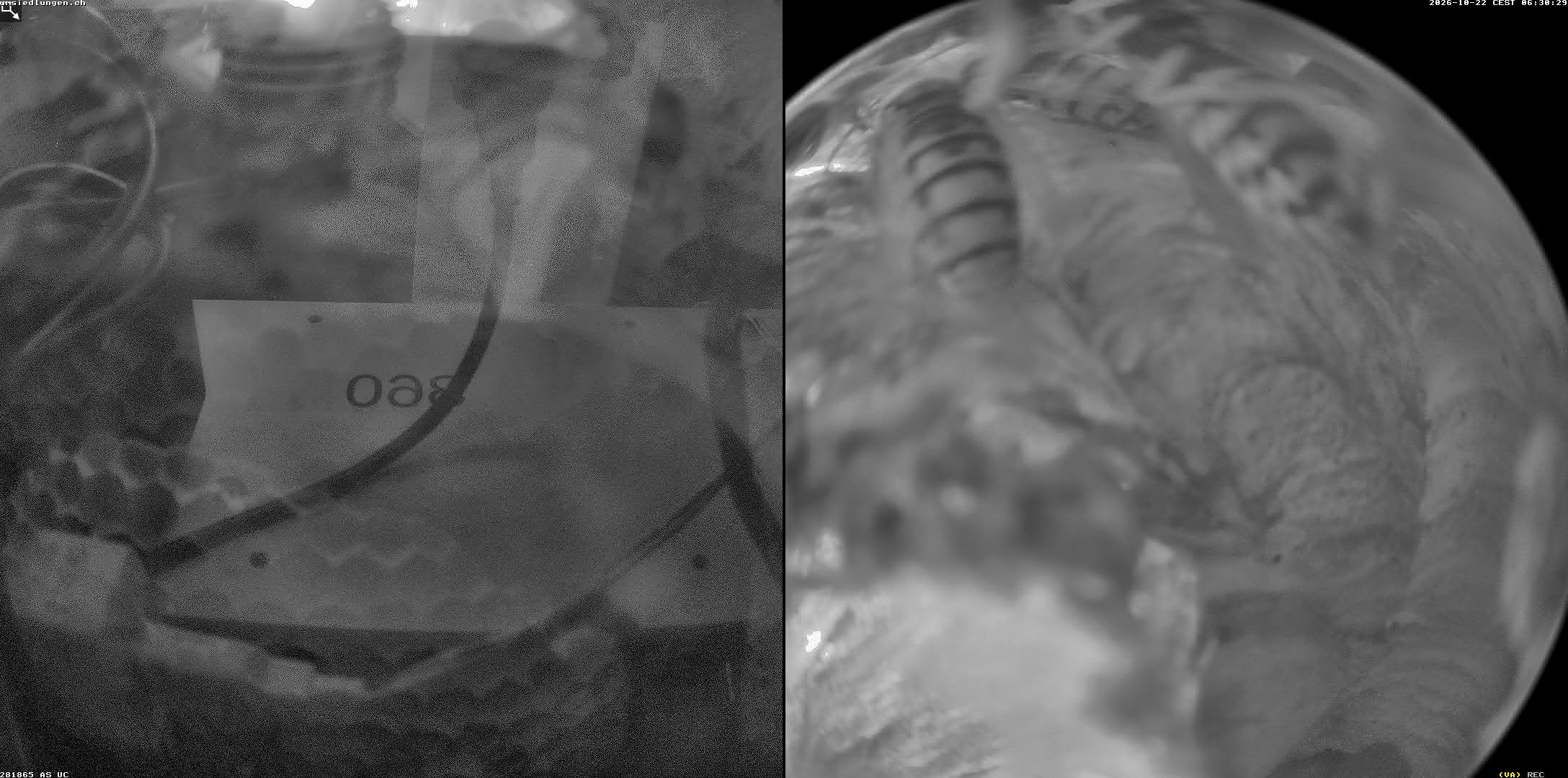 Hornissenkamera Cam 2
