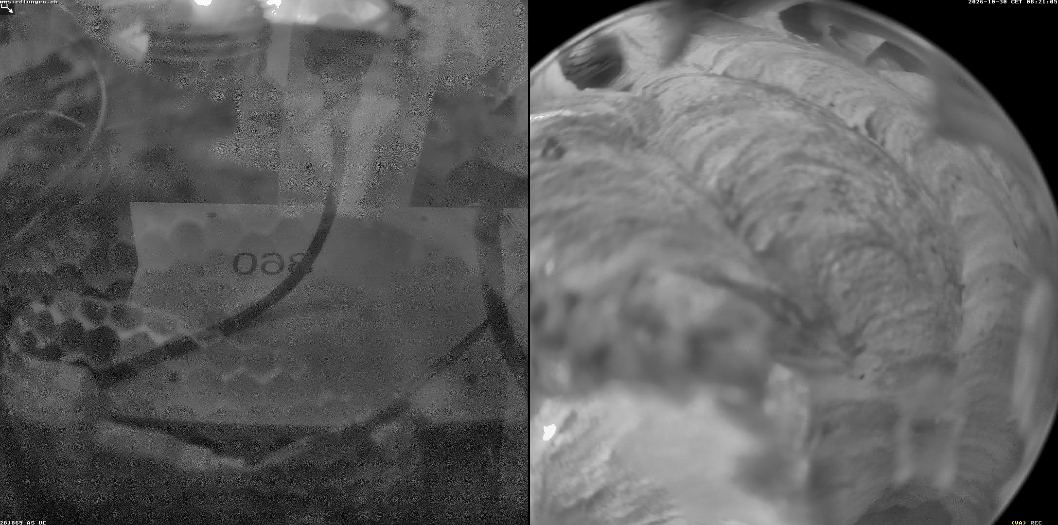 Hornissenkamera Cam 2